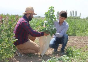 Kinoa yetiştiriciliğinde başarı