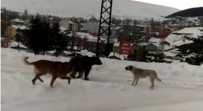 Boz ayının köpeklerle imtihanı