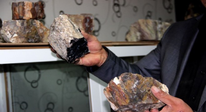 Erzurum’da taşlaşmış fosil ağaç bulundu