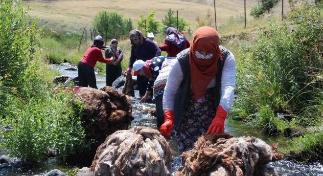 Erzurum’da yün yıkama dönemi başladı