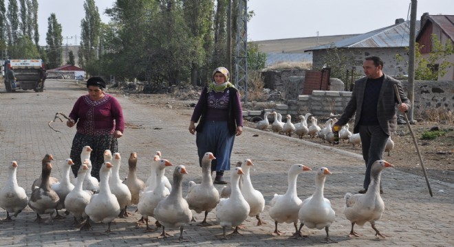 Kars’ta kazlar kışa hazır