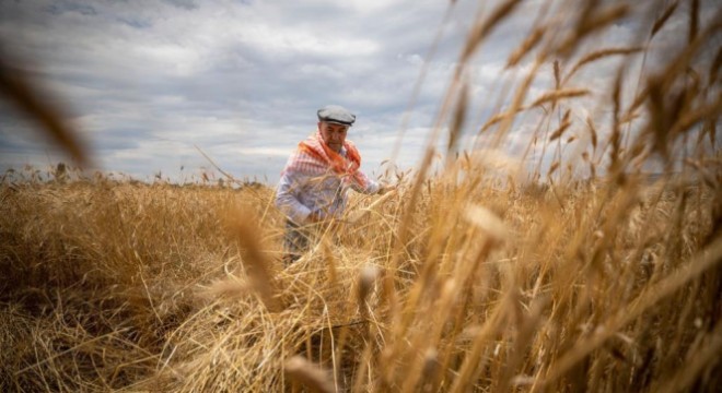 Tarım ÜFE yıllık yüzde 52,66 arttı