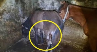 15 atı ayaklarından vurdular