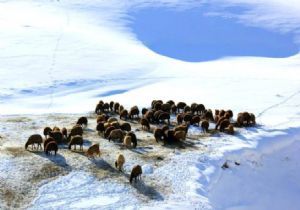 Erzurum’dan Aydın’a besici göçü